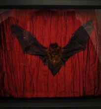 R.I.P my baby devil.